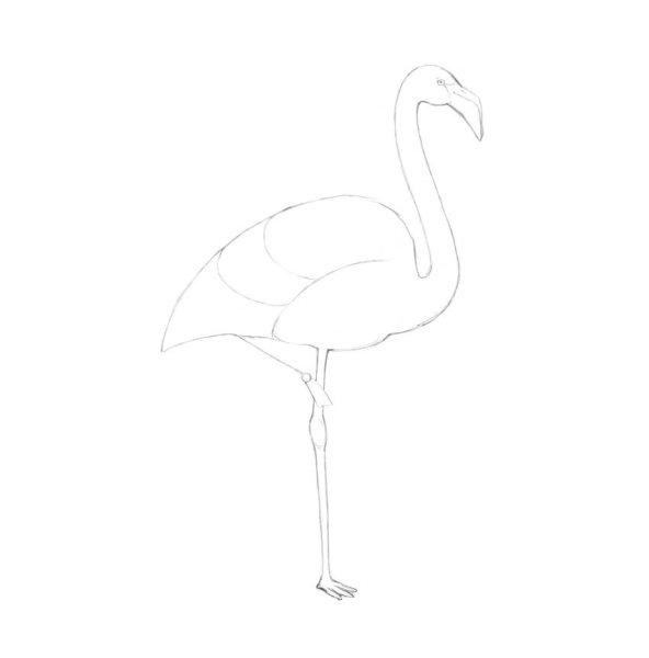 Фламинго срисовать