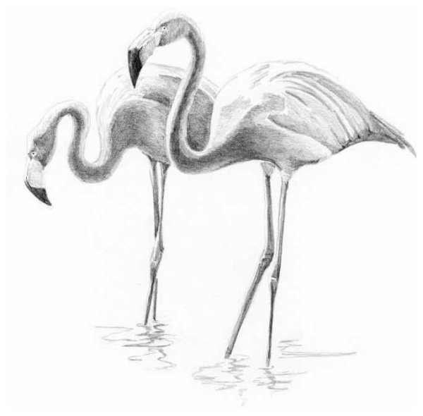 Фламинго набросок