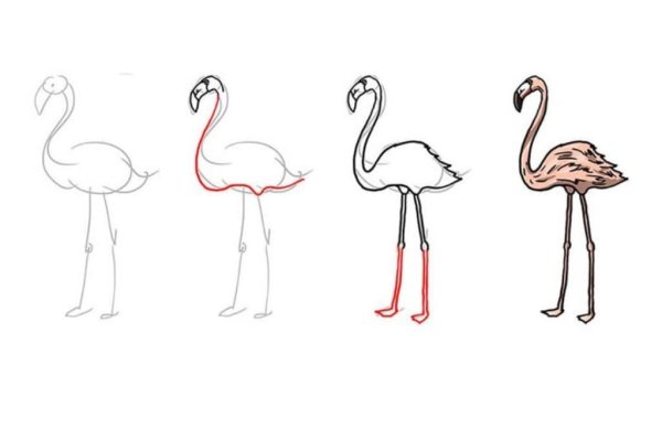 Фламинго рисунок карандашом поэтапно