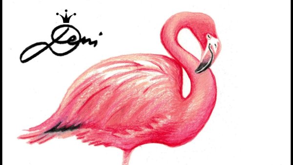 Фламинго срисовать