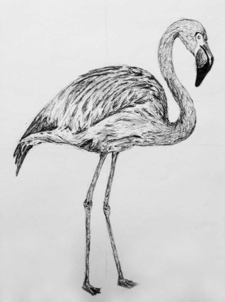 Пошаговое рисование Фламинго