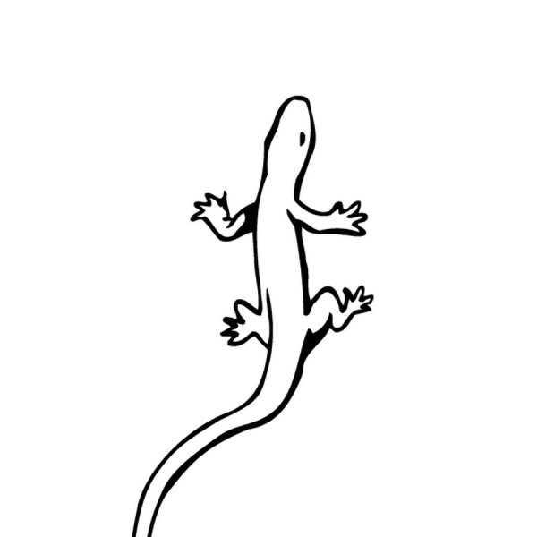 Ящерица для срисовки