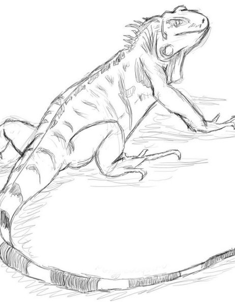 Ящерица карандашом