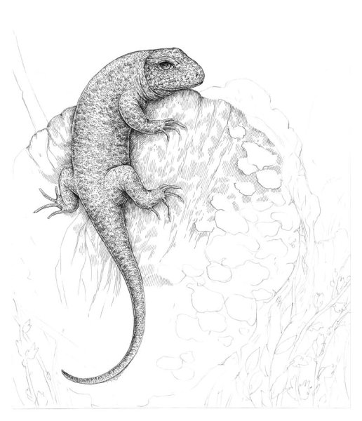 Ящерица карандашом