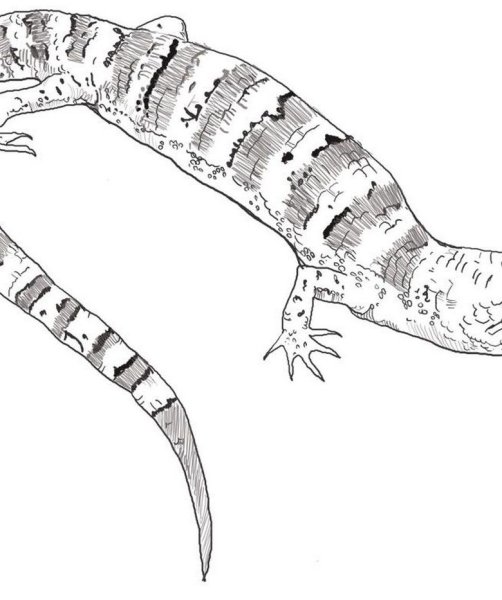 Ящерица для срисовки карандашом