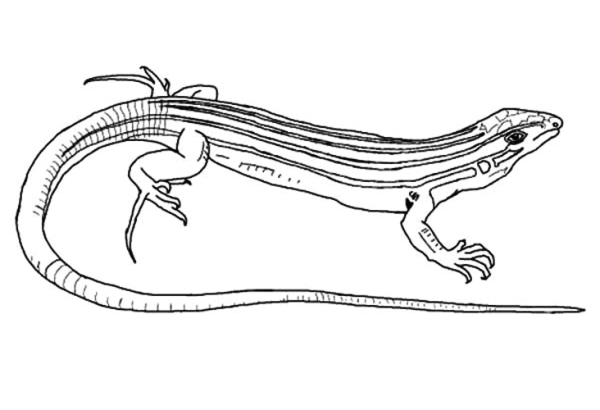 Ящерица срисовать легко