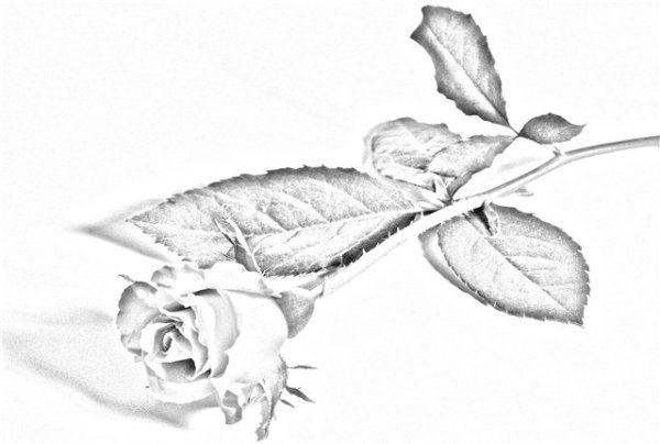 Лежащие цветы карандашом