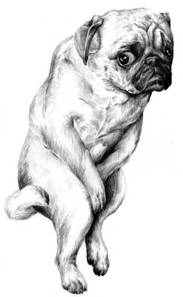 Наброски МОПСА карандашом