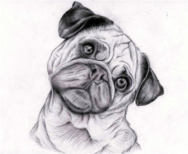 Мопс простым карандашом