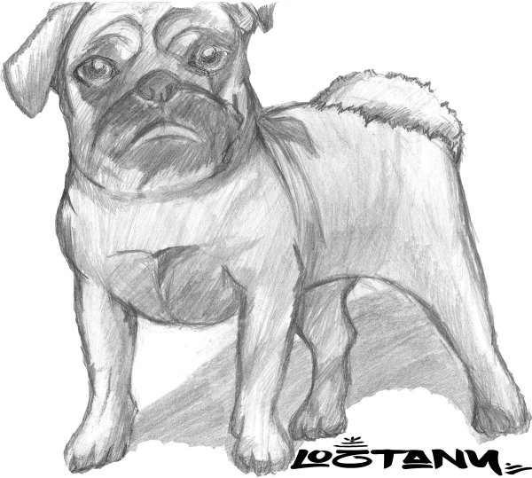 Нарисовать МОПСА карандашом