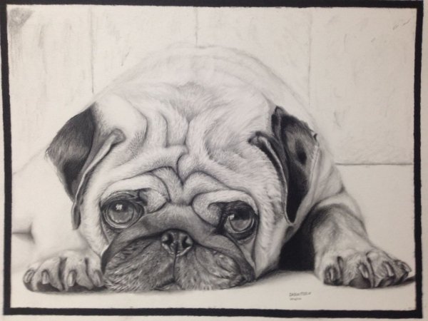 Портрет МОПСА карандашом