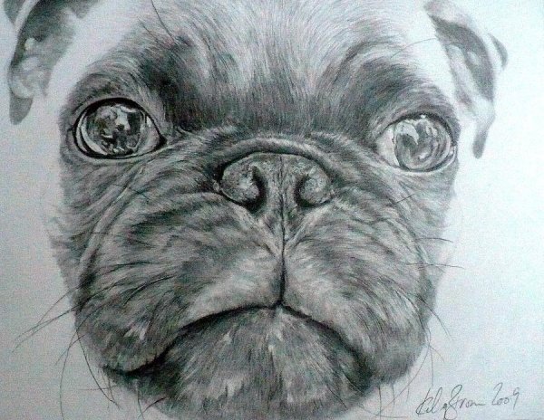 Мопс простым карандашом