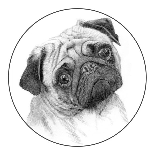 Мопс рисунок