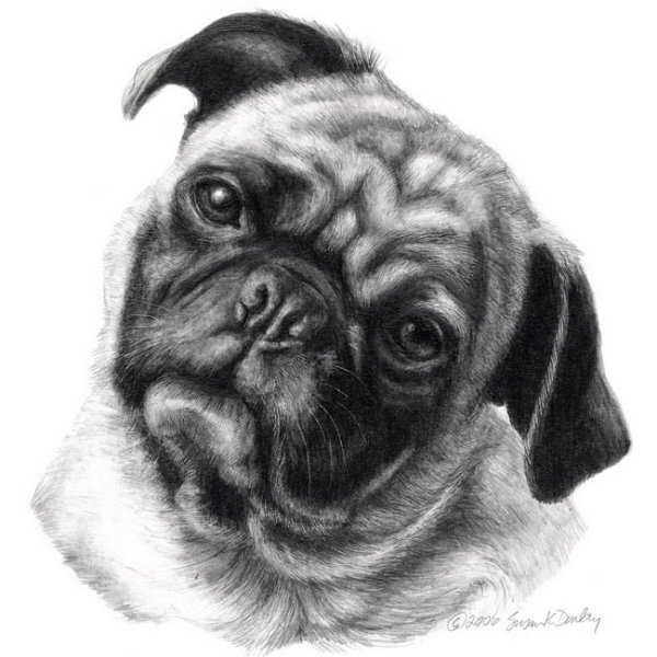 Мопс карандашом