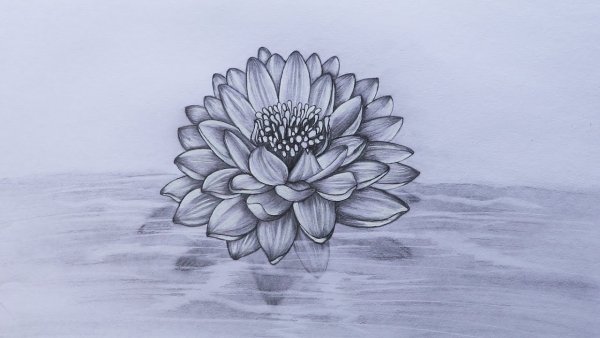 Скетчинг Лотос