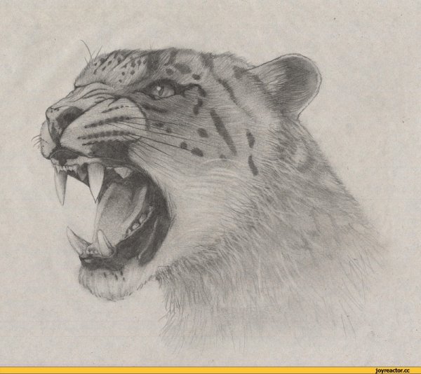 Рисунки карандашом оскал животных