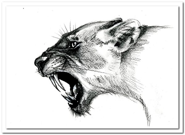 Набросок морды животного