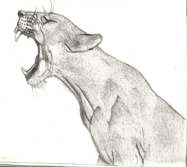 Пантера карандашом