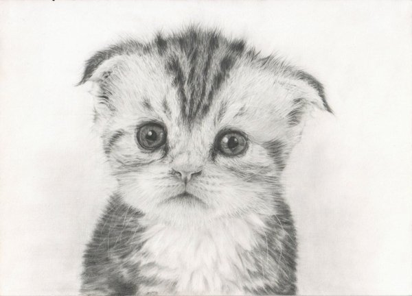 Детские рисунки котят карандашом
