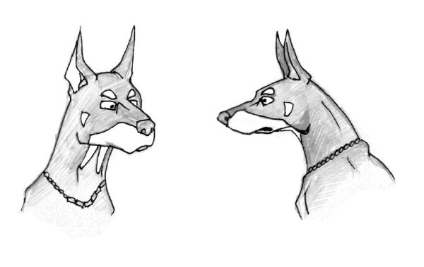 Разукрашку Доберман