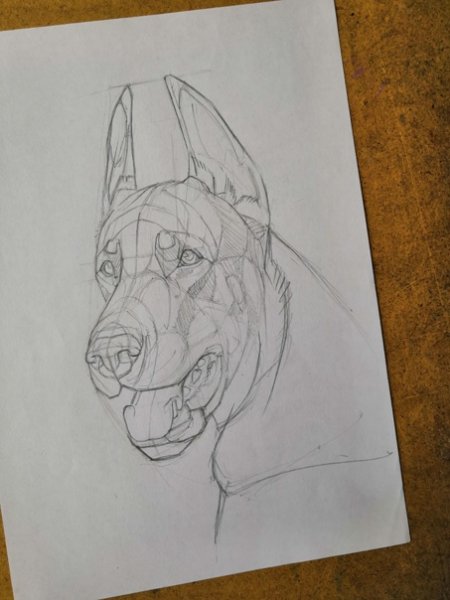 Доберман пинчер карандашом