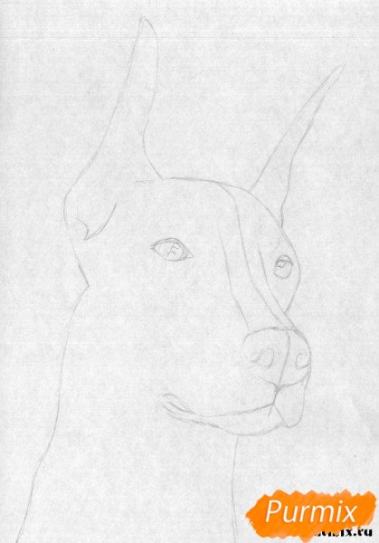 Доберман цветными карандашами