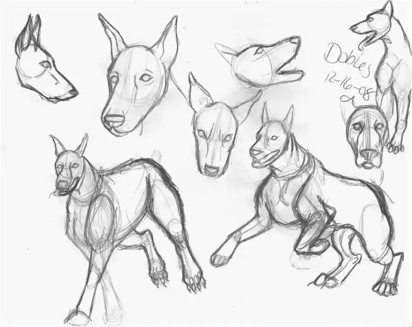 Стаффорд рисунок карандашом