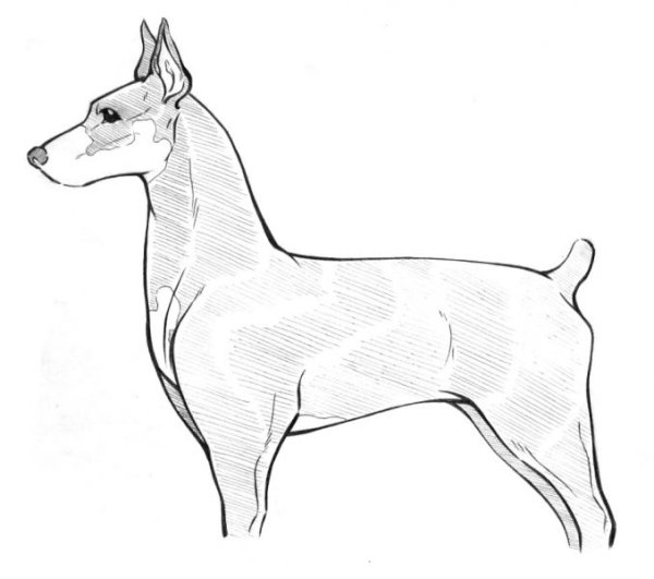 Рисунки собаки Доберман для начинающих