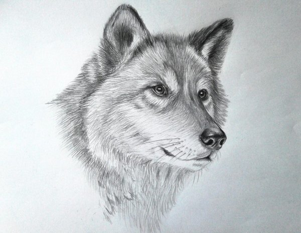 Рисунки Волков карандашом