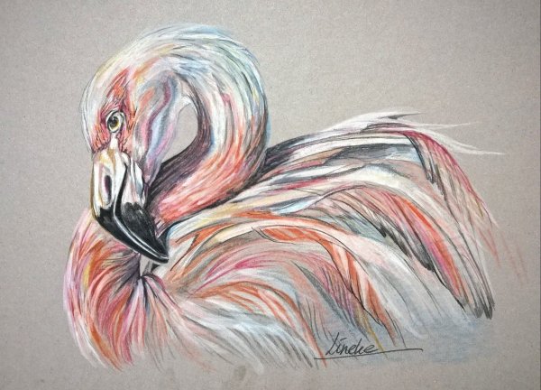 Фламинго рисунки карандашом цветные