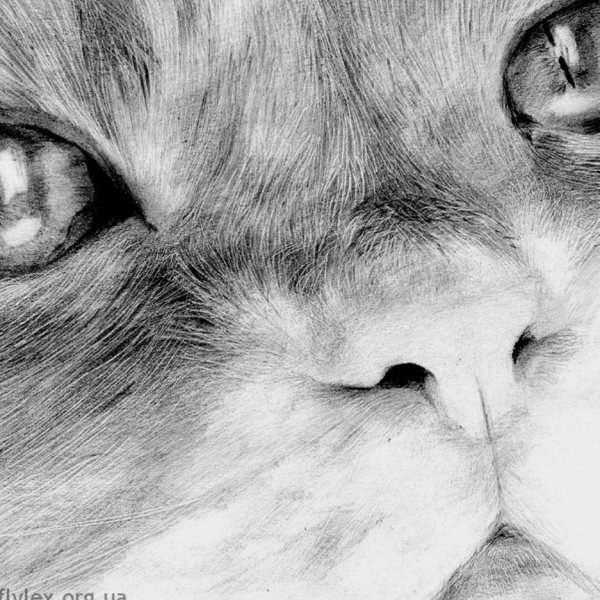 Рисунки котиков карандашом