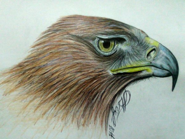 Рисунки цветными карандашами