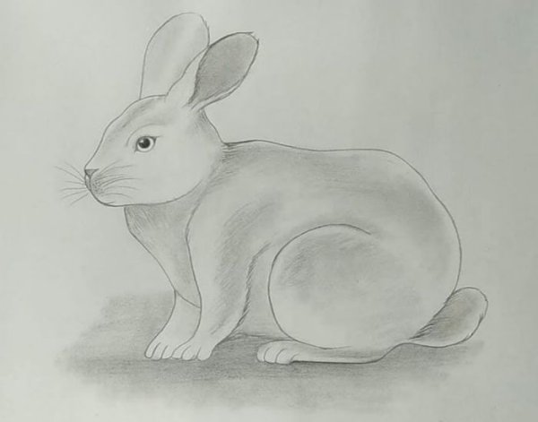 Кролик карандашом