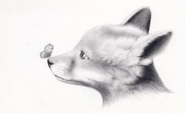 Рисунки животных карандашом
