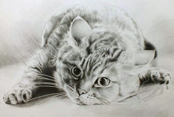 Художественная Графика карандашом