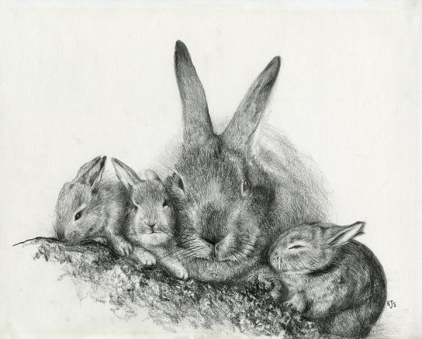 Кролик угольным карандашом