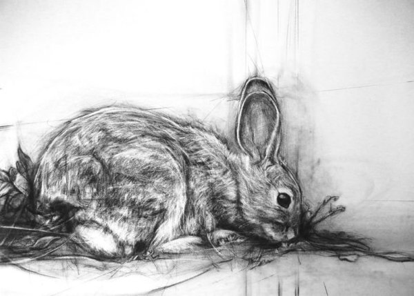 Кролик простым карандашом