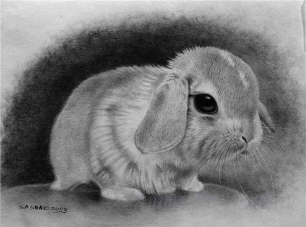 Кролик карандашом