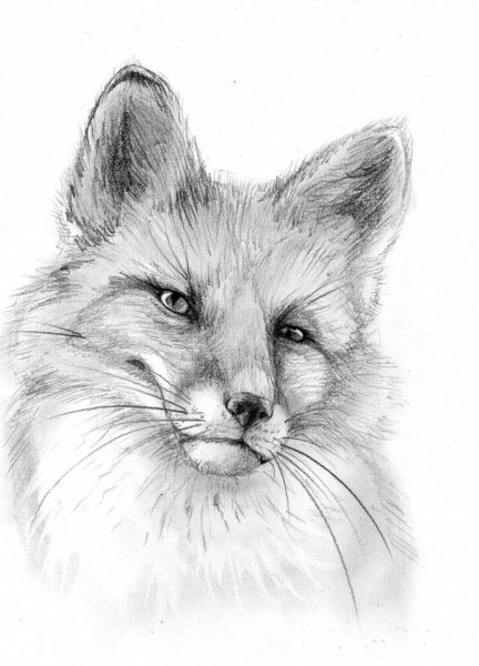 Лисенок набросок