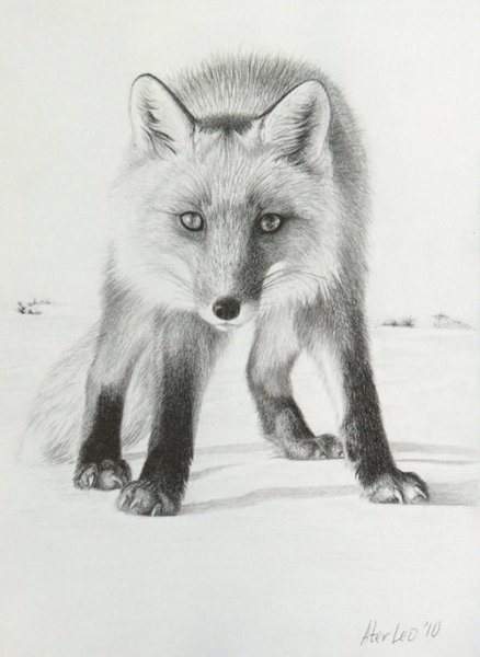 Рисунок лисы