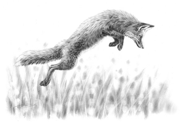 Лисичка рисунок для срисовки