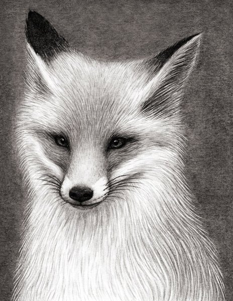 Лиса карандашом