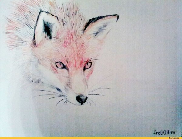 Лисенок рисунок