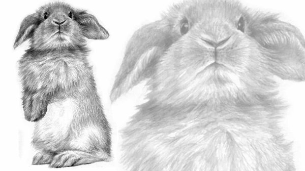 Референс кролика сбоку