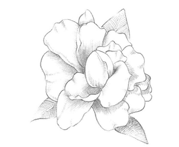 Рисунок розы карандашом для срисовки