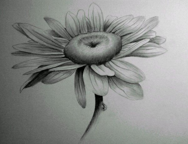 Цветы карандашом