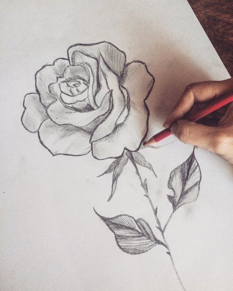 Лилия тату эскиз