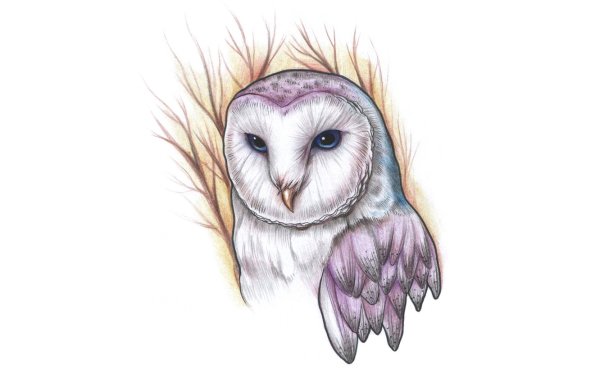 Сова рисунок для срисовки