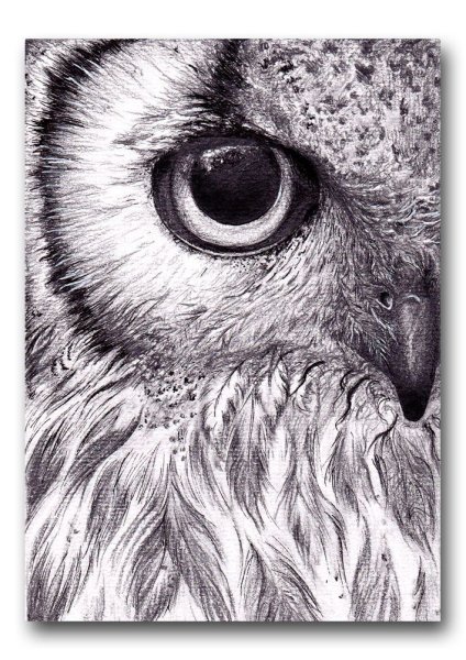 Сова карандашом