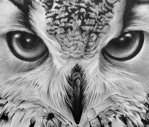 Тату Сова эскиз для девушек